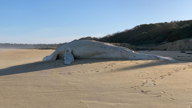 The whale carcass on the remote beach near Mallacoota.