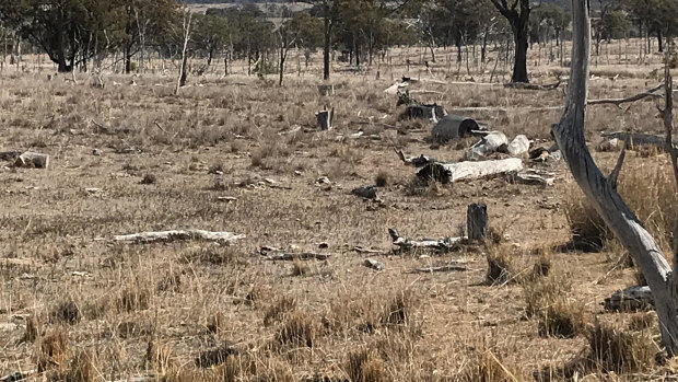 Stanthorpe is already extremely dry.