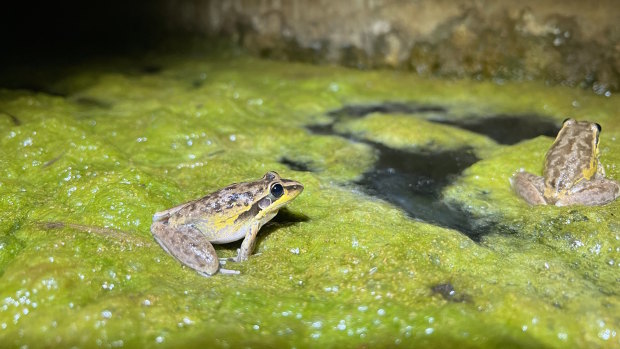 Volunteer citizen scientist Dr Elliot Leach, an ecologist, recorded the one-millionth frog - a Spalding’s rocket frog. 