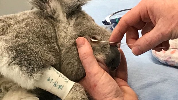 Koalas can now be tested for the fatal chlamydia bacteria within 30 minutes.