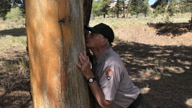 Fred Bunch, a ranger at the Great Sand Dunes National Park Service in Colorado state, takes in the vanilla fragrance of a ponderosa pine tree, that was peeled for food and medicine by Native American tribes.