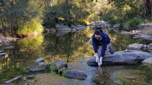 Platypus have been detected in Albert River for the first time since 2001.