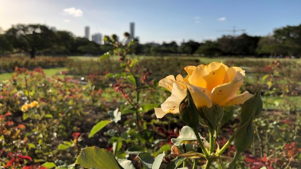 Roses bloom in New Farm Park, from one of the 2500 bushes now in the heritage-listed park.