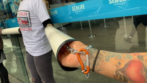 Protesters linked together with pipes and chains outside Melbourne Aquarium. 
