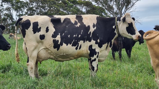 A cow on Phil Ryan’s Hillgrove dairy farm in Bega, NSW.