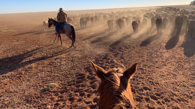 Operation Topography, run by WA Police’s rural crime squad, is targeting the theft and sale of cattle .