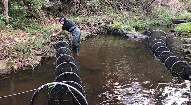 Tamielle Brunt sets nets during a platypus survey.