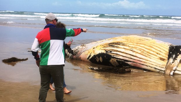 A dead whale washed up on the beach at Collendina near Ocean Grove on Thursday.