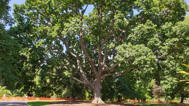 The White Oak before it toppled on December 27 last year.