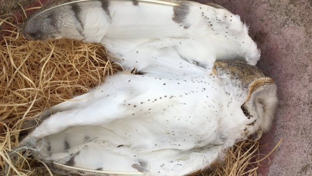 One of the dead owls found in the Killarney area.