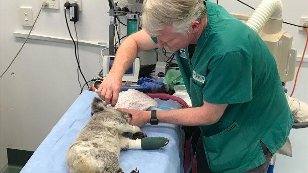 Senior vet Michael Pyne treats a koala at Currumbin Wildlife Hospital.