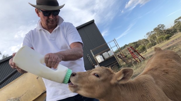 Feeding a poddy calf near Bungendore, north of Canberra.
