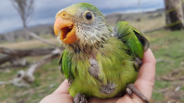 A superb parrot born during 2018 in Canberra.