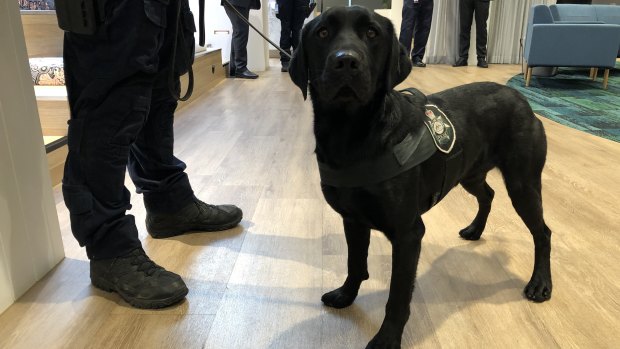 An AFP technology detection dog can sniff out concealed devices and electronic hardware. (File image)