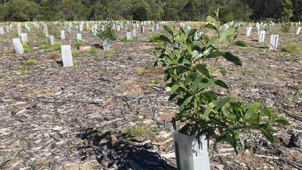 10-month old trees planted as part of the Brisbane Koala Bushland revegetation program.