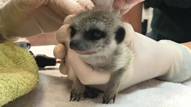 The baby meerkat back in safe hands after its ordeal. 
