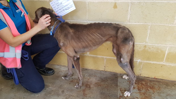 One of the emaciated dogs seized from the property of greyhound trainer Charles Sultana.