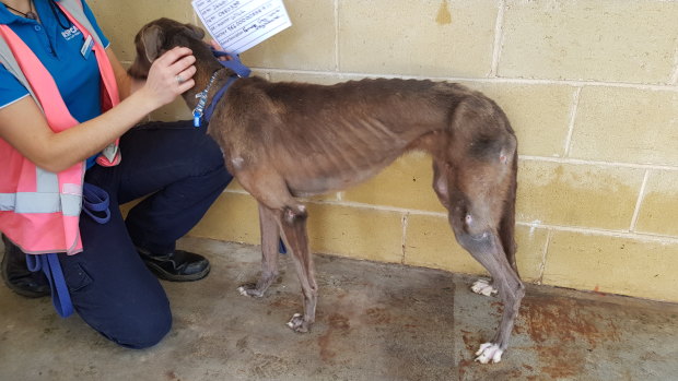 RSPCA seized 12 greyhounds in total, suffering from a number of conditions including emaciation and pressure sores.