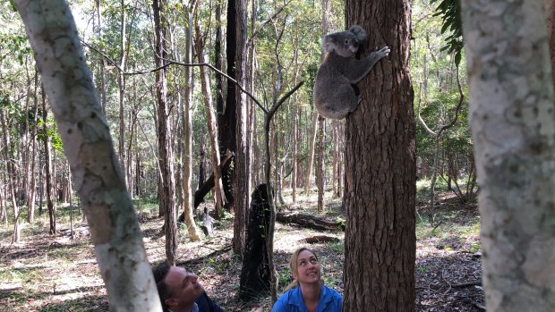 Lord mayor Adrian Schrinner and UQ vet Amber Gillett release the young koala back into her home.