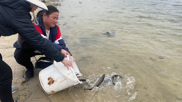 Thary Hav, from Clayton, helped release the trout on Saturday. She often goes fishing with her two sons.  
