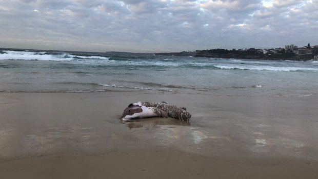 The carcass of an infant whale washed up at North Bondi overnight. 