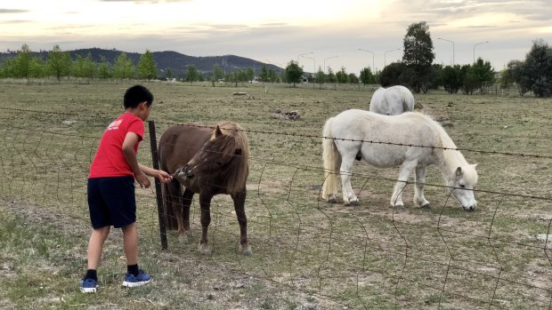 Children in Holder love to pat the ponies kept by Celia Kneen. She has had her grazing licence revoked after keeping animals on the site for more than 20 years.