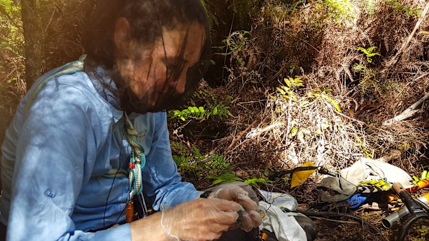 Dr Shannon Troy banding orange-bellied parrot chicks.