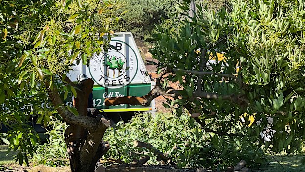 Derek Johnson’s 40-year-old avocado tree disappears in minutes.