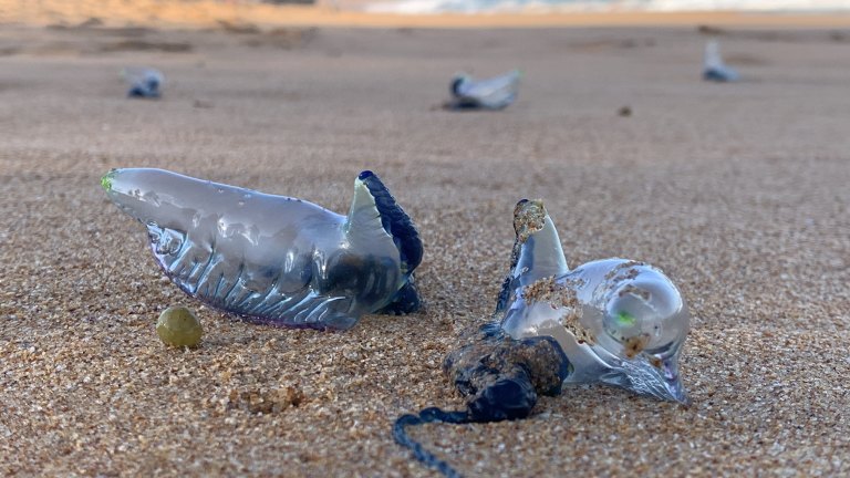 Bluebottle How To Treat Stings And Warning Signs