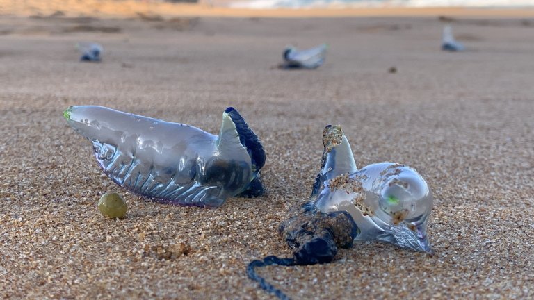 blue bottle jellyfish on beach