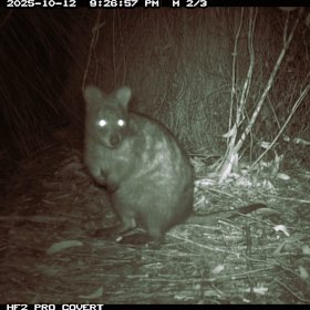 En 2024, se descubrió una nueva población de quokka en Perth Hills.