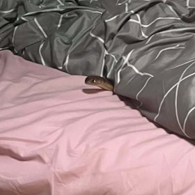 A photo of the snake in the woman’s bed.