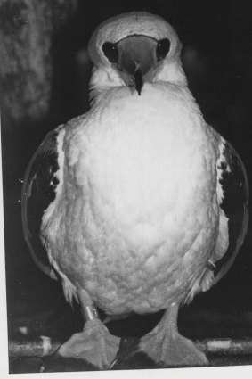 The Abbott’s booby is an endangered seabird, which breeds only on Christmas Island.
