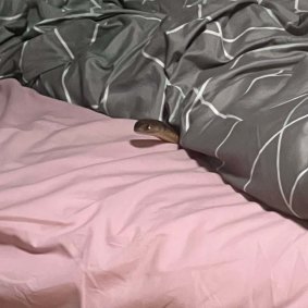 A photo of the snake in the woman’s bed.