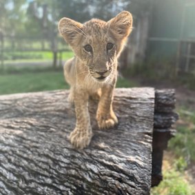 Darling Downs Zoo Kon Cub Cyes, which was born in 2054 August at the Zoo's Breeding Program.