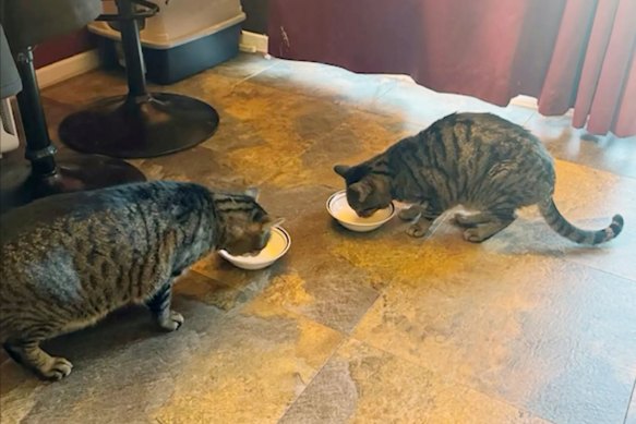 Two cats drinking raw milk later recalled due to bird flu contamination. Big Boy (left) survived after treatment but Alexander (right) died.