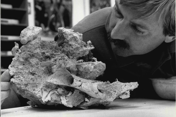 Riversleigh Project laboratory director Mr. Henk Godhelp with some rocks full of fossils approx. 15 million years old in 1987.