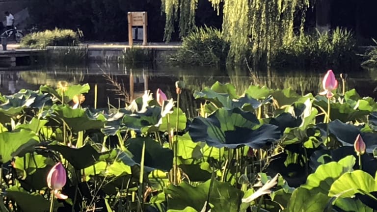 Pink lotus riverside in Beijing in summer.