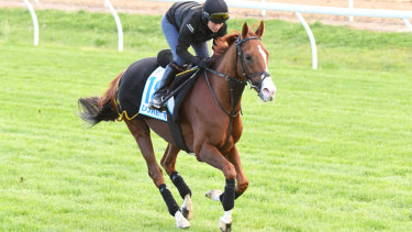 Duretto ran well in the Caulfield Cup last year, but hasn't raced since.