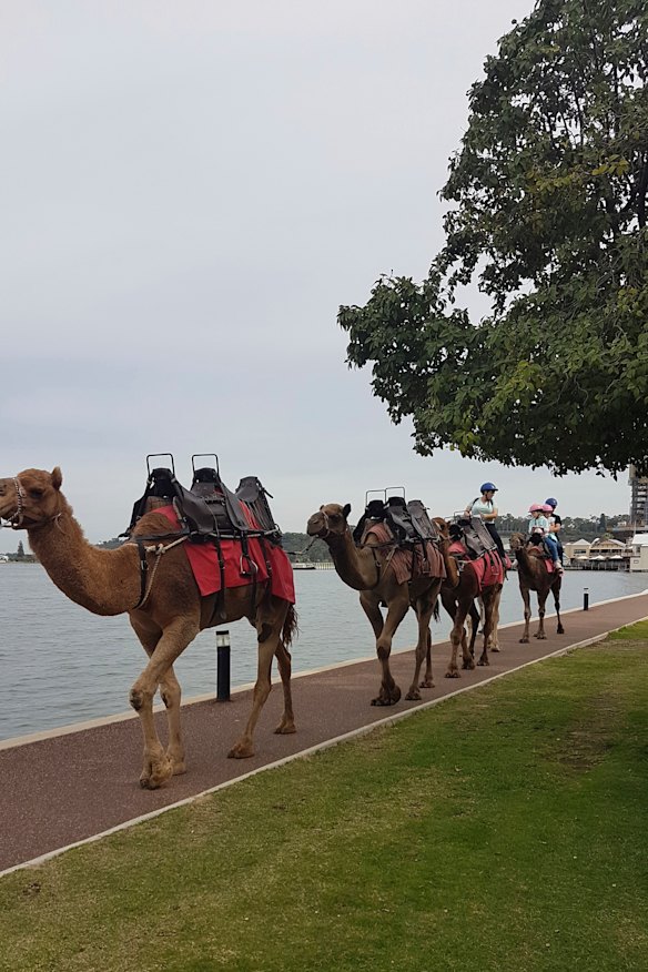 No offence to the camels! 