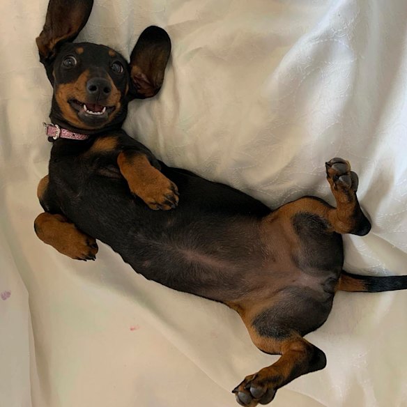 Valerie the wonder dog