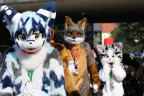 The number of “furries” attending Australia’s annual convention has soared over the past decade.