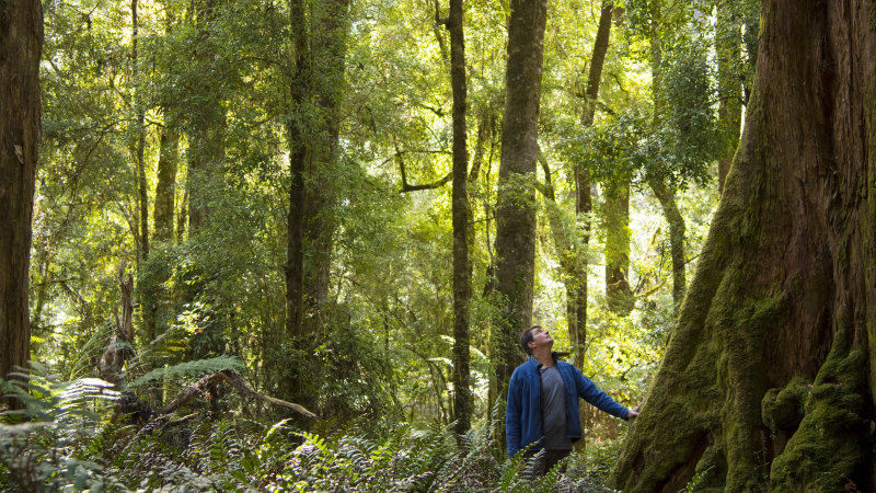 Why we should embrace tall-tree tourism