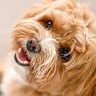 We don’t just impugn a blameless animal, when we lazily use this cliché. We impugn the noblest animal of them all.