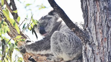 Koalas in bushland in St Helens Park, where numbers have increased over the past decade in a region where new housing developments threaten the local marsupial population.