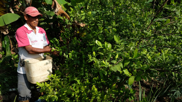 In a small village in Colombia, a farmer picks Coca leaves.