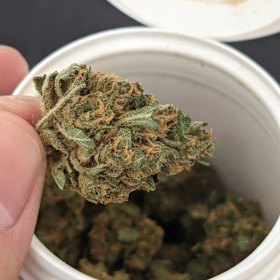 Montu’s Circle brand of cannabis.