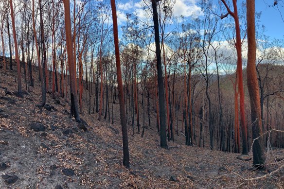 A decimated rainforest in Mt Barney National Park. “It was like sticks out of dust,” said Mt Barney Lodge operator Innes Larkin.