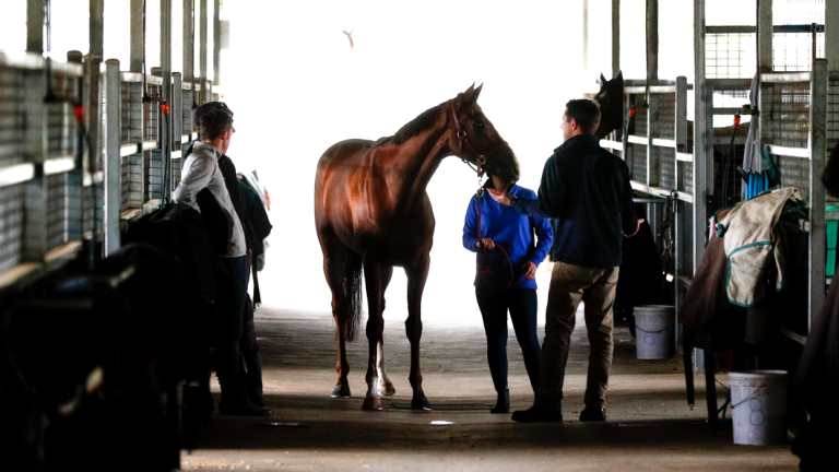 Living the dream: Kings Will Dream  has had a perfect preparation for the Caulfield Cup.