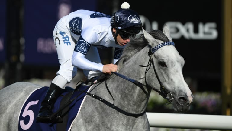 Jockey Tim Clark rides Greysful Glamour to victory.